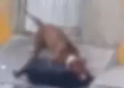 Tutor será indiciado por maus-tratos após ataque de cão em Aracaju