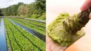Wasabi brasileiro: única produção comercial da América Latina fica em SP