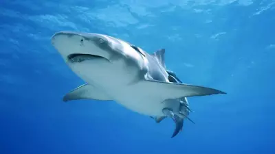 Ataque de tubarão em Sydney deixa menino de 12 anos em estado crítico