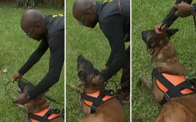 Ataque entre cães: especialista revela técnica para salvar vítimas em 20 segundos