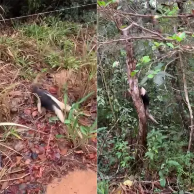 Bombeiros resgatam filhote de tamanduá em cima de quadra esportiva na Grande Natal