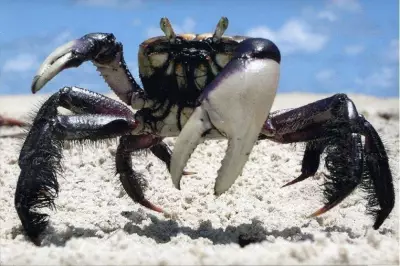 Governo define defeso do caranguejo-uçá para 2026: veja as datas