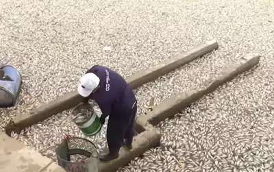 Grande quantidade de peixes mortos é retirada do Açude Velho em Campina Grande