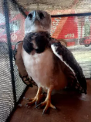 Harpia, a maior águia das Américas, é resgatada após colidir com caminhão em Rondônia