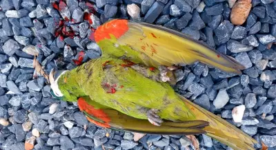 Homem preso após atirar e matar arara maracanã com espingarda em Cuiabá