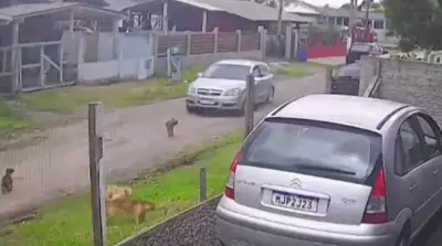 Homem preso após atropelar cachorro intencionalmente em Capão da Canoa