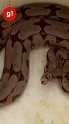 Jiboia é resgatada em avenida urbana de Lucas do Rio Verde após chamar atenção