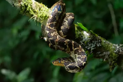 Jiboia rara é encontrada viva em Juquiá após décadas sem registros