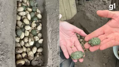 Operação apreende 10 mil ovos de tartarugas em canteiros clandestinos no RS