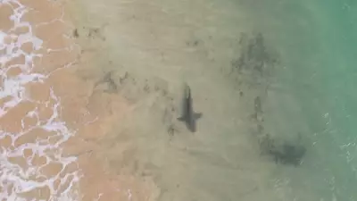 Pernambuco retoma monitoramento de tubarões após 9 anos com investimento de R$ 1 milhão