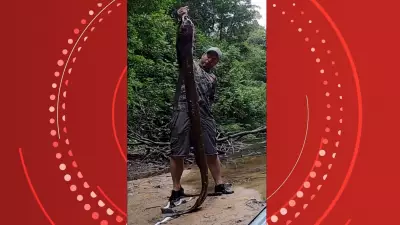 Pescador captura poraquê de 2 metros, o maior peixe-elétrico do Brasil