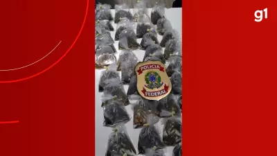 PF apreende mil peixes ornamentais e prende suspeito de contrabando no AM