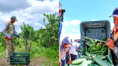 Piauí distribui 400 mil raquetes de palma forrageira para combater seca