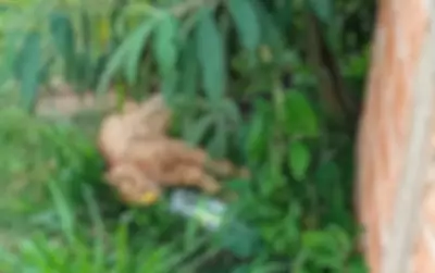 Polícia Civil investiga envenenamento de oito animais domésticos em Capão Bonito