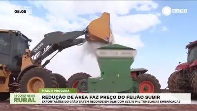 Preço do feijão-preto sobe com alta demanda e redução na área plantada