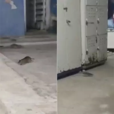 Ratos invadem maternidade pública em Natal; vídeos mostram risco a recém-nascidos