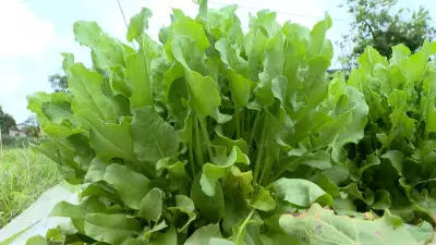 Rúcula-limão: variedade europeia conquista cultivo no Brasil com alta regeneração