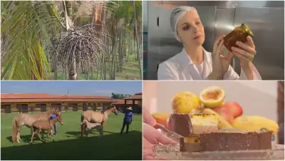 Retrospectiva 2025 do Nosso Campo: açaí, geleias, mulas e torta de maracujá