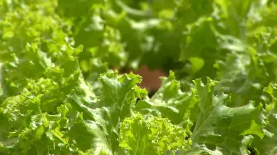 São Paulo é líder nacional na produção de alface com tecnologia hidropônica