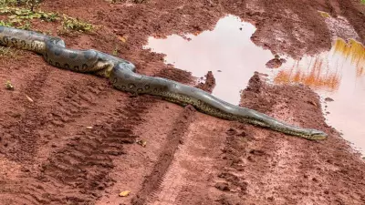 Sucuri de 4 metros atravessa estrada rural em Canápolis, MG