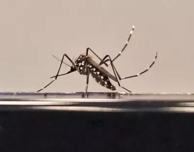 Timóteo tem 2,1% de infestação do Aedes aegypti e está em médio risco