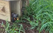 66 animais silvestres são devolvidos à natureza em Ribeirão Preto