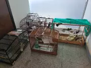 Acidente fatal na BR-251 e apreensão de animais silvestres são destaques no Norte de MG