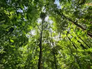 Amapá lidera preservação na Amazônia com queda histórica no desmatamento