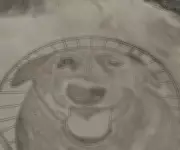 Artista homenageia cão Orelha com desenho gigante de 40 metros na Praia da Galheta