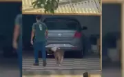Bombeiro é surpreendido por pit bull com filho bebê no colo em Goiânia
