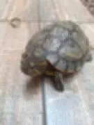 Bombeiros realizam resgate complexo de tartaruga em cisterna de 18 metros em Montes Claros