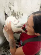 Bombeiros resgatam filhote preso entre paredes em Manaus após operação com marreta