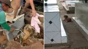 Cachorrinha vive 10 meses em cemitério de Araçatuba após morte do tutor e ganha novo lar