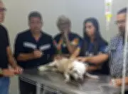 Cachorro é esfaqueado e morre na Barra dos Coqueiros; suspeito continua foragido