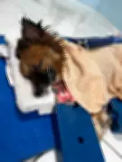 Cachorro Cassiano em estado grave após ser encontrado enterrado vivo em Sapiranga