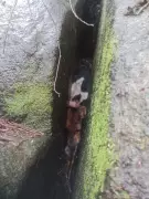 Cadela beagle resgatada após quase 24 horas presa em pedreira de 50 metros em Eugenópolis