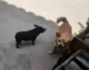 Cadelas morrem após banho e tosa em Barbacena; dono de pet shop é preso