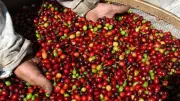 Café: mercado aquece em janeiro com alta de preços do arábica e robusta