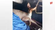 Cerva é resgatada após ser encontrada em área urbana de Teresina