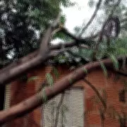 Chuvas causam queda de árvores e danos em Montes Claros; veja orientações