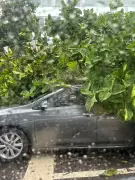 Chuvas intensas derrubam árvores em Botafogo e Catete, no Rio, causando lentidão no trânsito