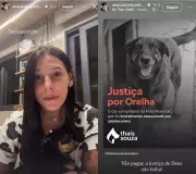 Cão comunitário Orelha é torturado e morto por adolescentes em Florianópolis; celebridades cobram justiça