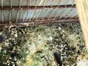 Criador multado em R$ 15 mil por maus-tratos a aves silvestres em Penápolis