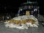 Deflu apreende 12 toneladas de pirarucu seco em operação no Rio Amazonas