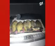 Dois homens são presos por furto de peixes em pesqueiro de Jaciara, MT