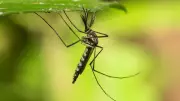 Europa alerta: doenças de mosquitos são o novo normal com calor