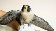Falcão-peregrino baleado é resgatado no RS: ave atinge 300 km/h