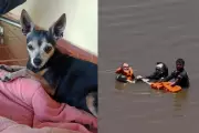 Família busca pinscher perdida após naufrágio no Rio Paraná em Presidente Epitácio