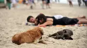 Florianópolis vai liberar cães em praias específicas após nova lei