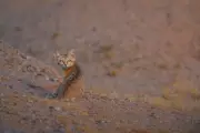 Gato-do-deserto: o menor felino selvagem é flagrado no Kuwait